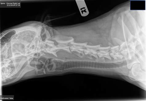 dog knot xray